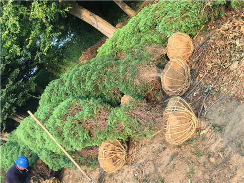 河南檜苗木綠化 鶴壁浚縣1米高河南檜在園林綠化工程中的應用