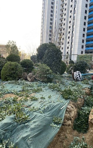 建業(yè)天璽綠化施工正式啟動(dòng)，匠心打造生態(tài)宜居社區(qū)