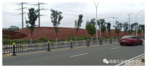 九龍湖大型公園綠化新篇章 巧借坡度塑特色，園林施工展新姿